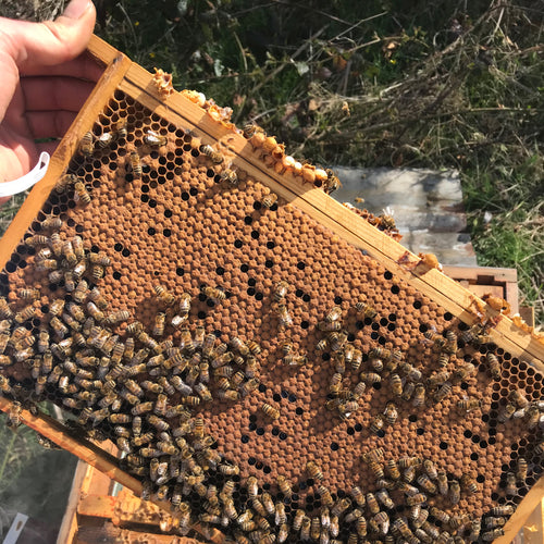 Beehive