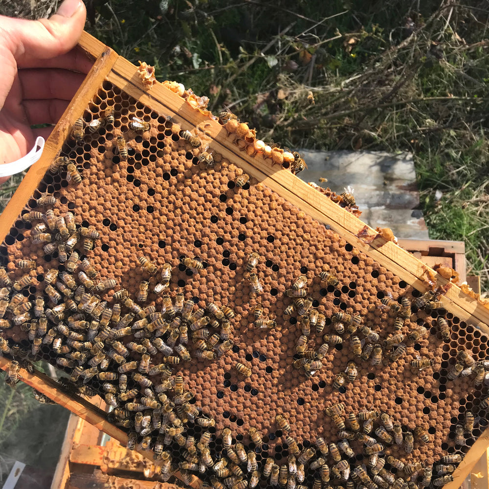 Beehive