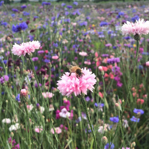 Queen in field