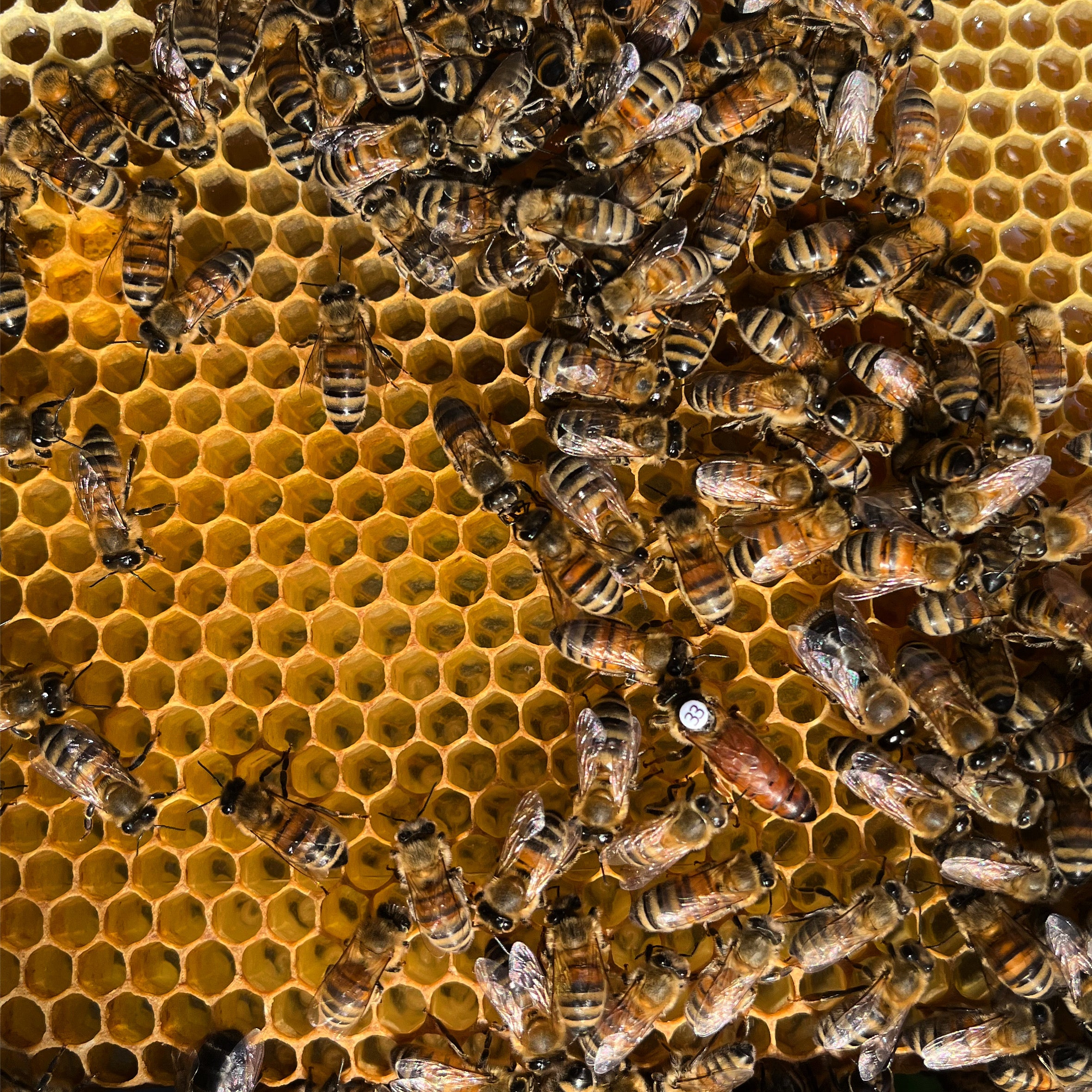 Mated Buckfast Queen Bees for sale UK North Devon Queens