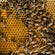 Open Mated Queen (pre-order 2025)