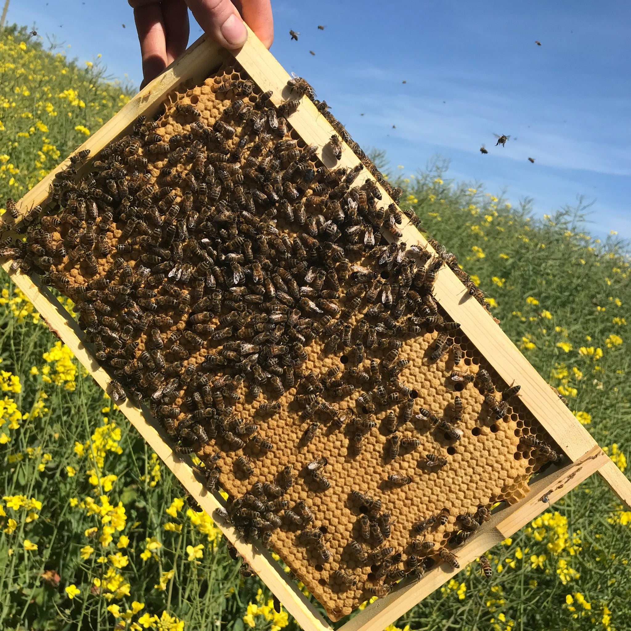 Open Mated Queen (pre-order 2025)